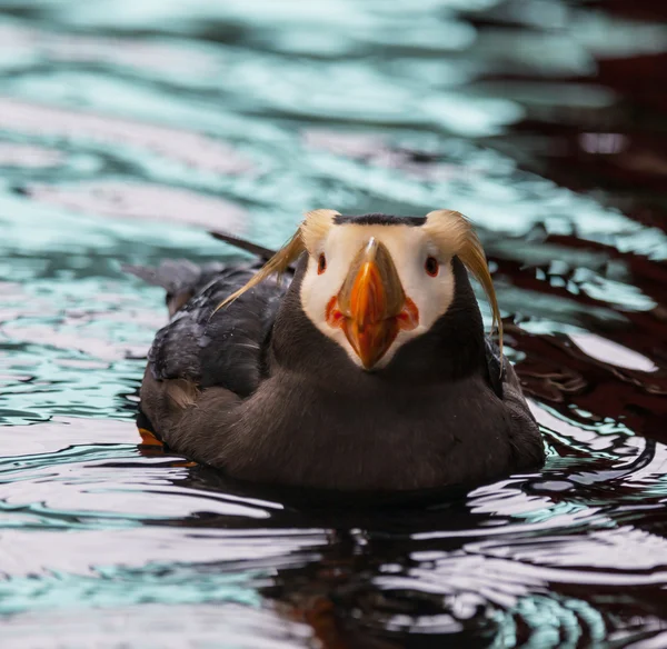 Puffin... — Fotografia de Stock