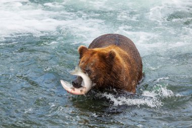 Alaska ayı