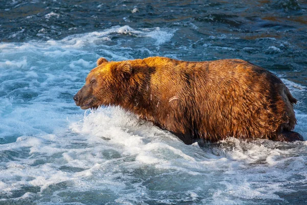 Oso en Alaska — Foto de Stock