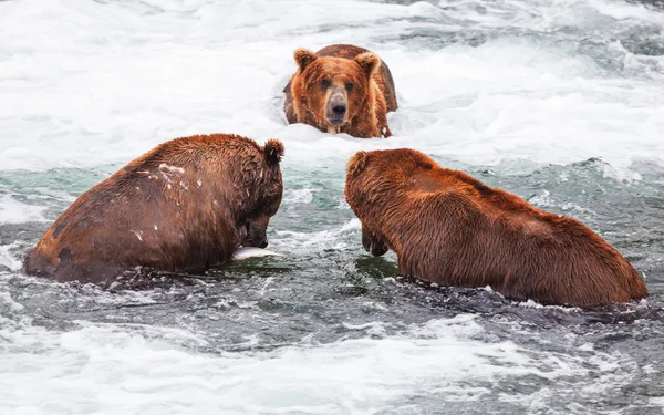 アラスカをクマします。 — ストック写真