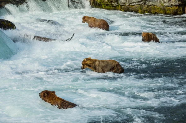 Urso no Alasca — Fotografia de Stock