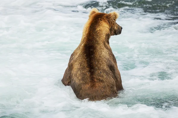 在阿拉斯加熊 — 图库照片