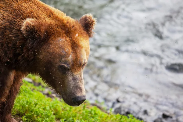 アラスカをクマします。 — ストック写真