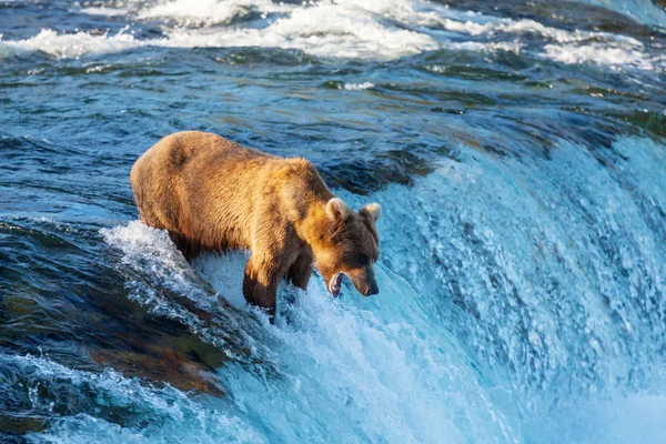 Orso in Alaska — Foto Stock