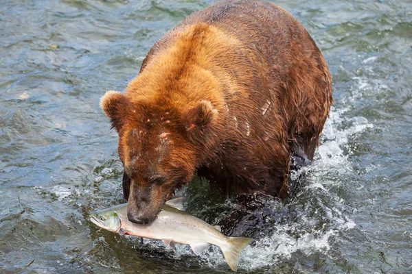 Медведь на Аляске Стоковое Изображение