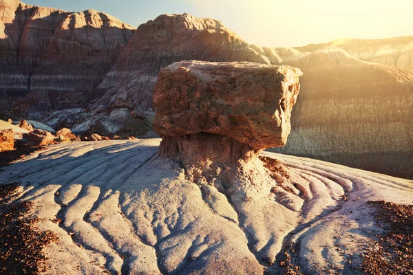 Petrified forest — Stock Fotó