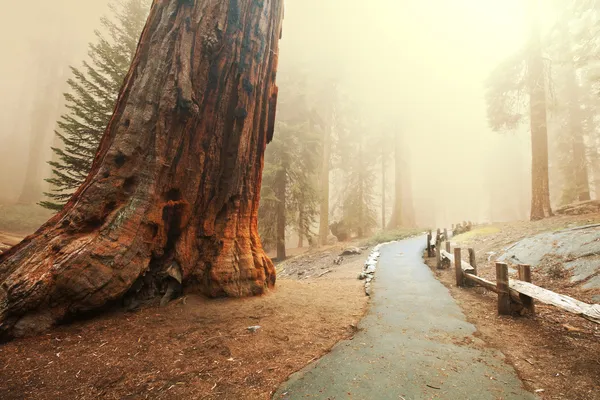 Sequoia — Photo