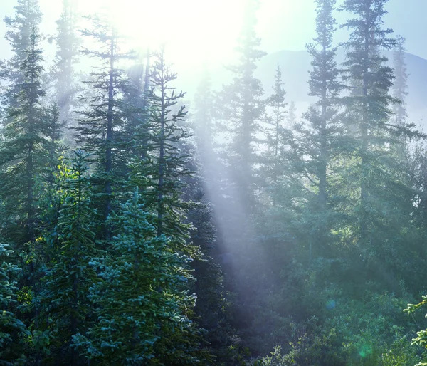 Zonnige bos — Stockfoto