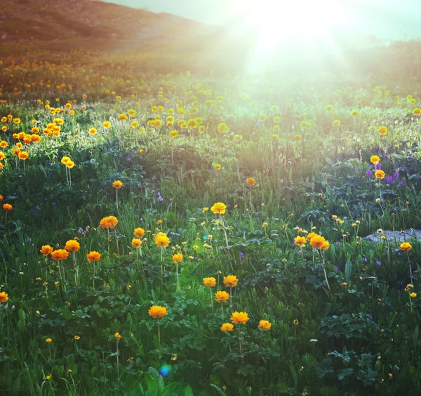 Sunny meadow — Stock Photo, Image