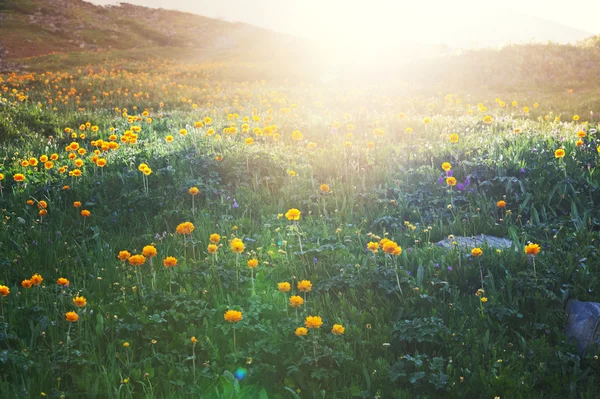 日当たりの良い牧草地 — ストック写真