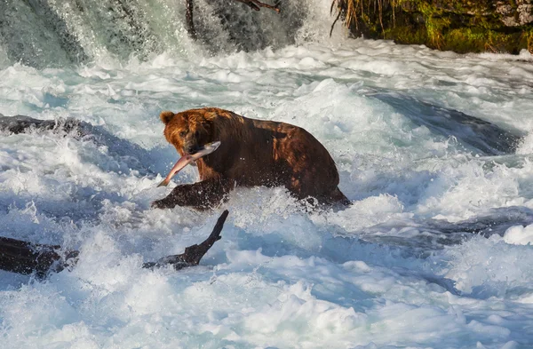 Oefenen op alaska — Stockfoto