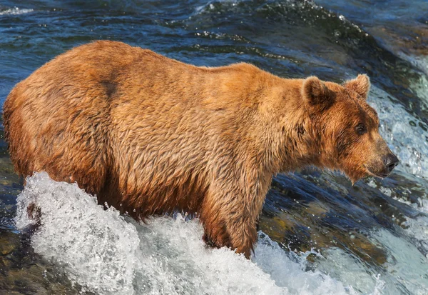 Oso en Alaska — Foto de Stock