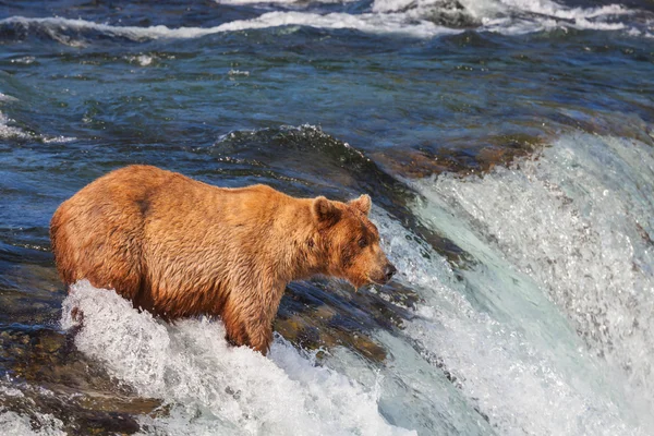 Oso en Alaska — Foto de Stock