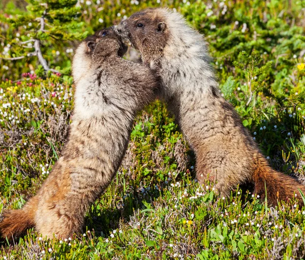 Murmeldjur — Stockfoto