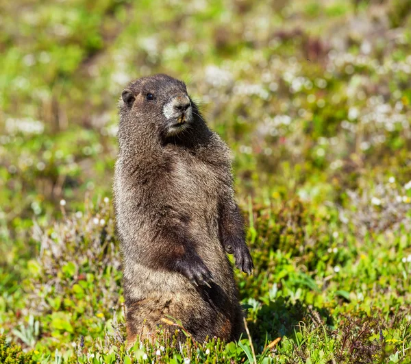 Marmota —  Fotos de Stock