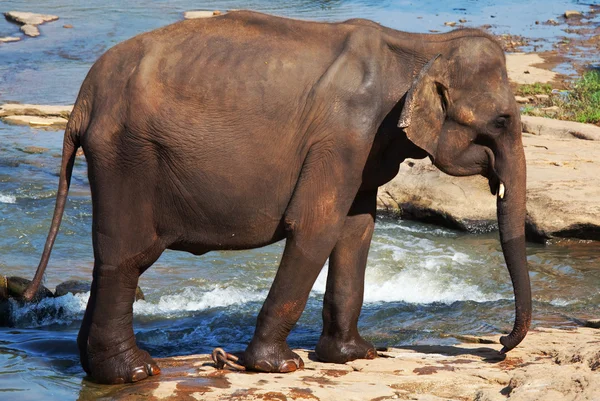 Elefante en Sri Lanka — Foto de Stock