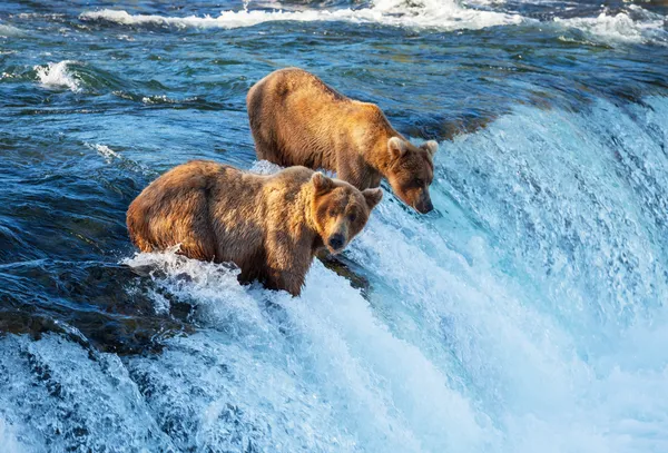 Urso no Alasca — Fotografia de Stock