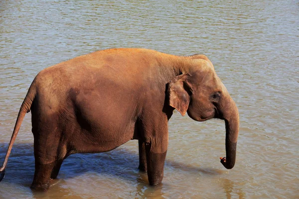 Elefante no Sri Lanka — Fotografia de Stock