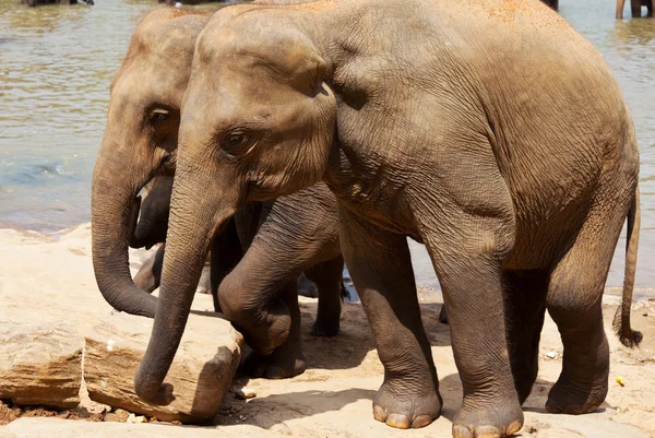 Elefante en Sri Lanka — Foto de Stock