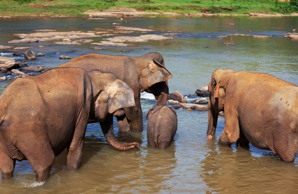Gajah di Sri Lanka — Stok Foto