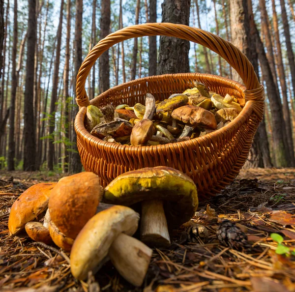 Mushroom — Stock Photo, Image