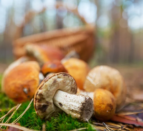 Paddenstoel — Stockfoto