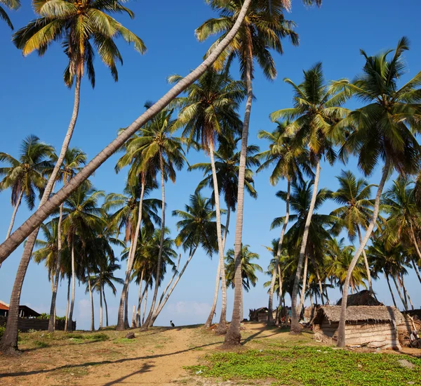 Palmier sur Sri Lanka — Photo