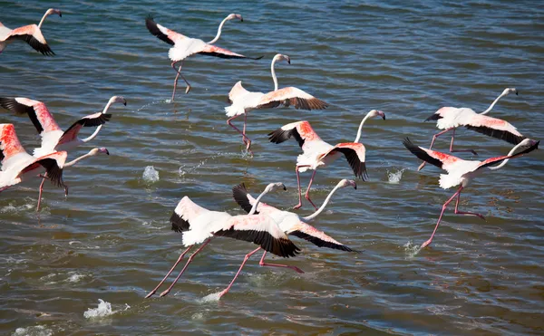 Flamingo — Stock Photo, Image