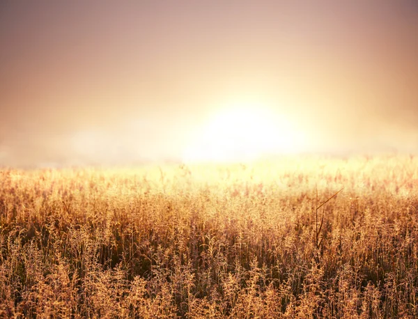 Mist op weide — Stockfoto