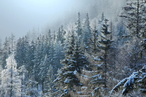 Frozen tree — Stock Photo, Image