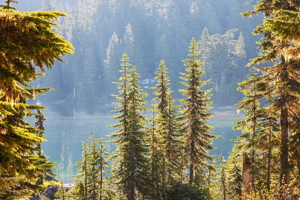 Bomen bij het meer — Stockfoto