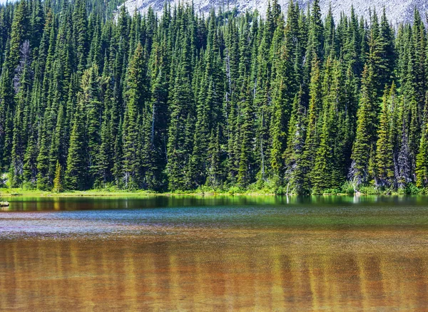 Árboles junto al lago — Foto de Stock