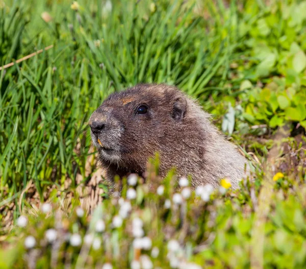 Marmota — Foto de Stock