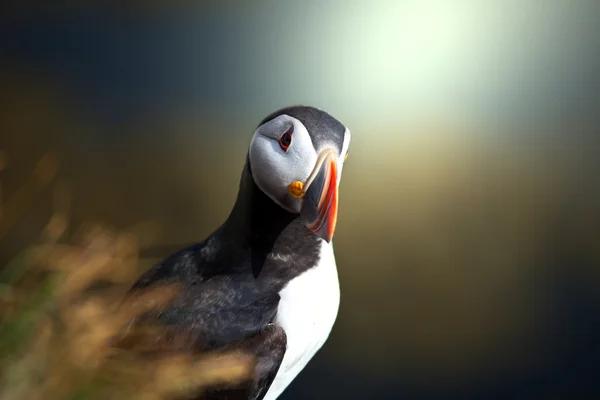 Puffin... — Fotografia de Stock