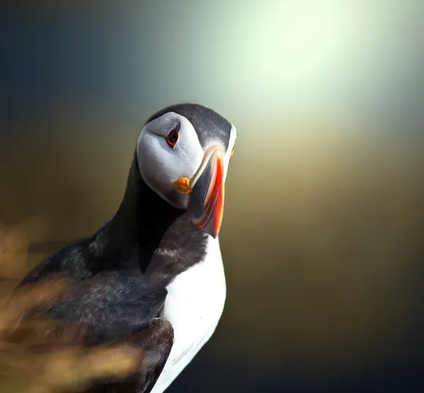 Puffin... — Fotografia de Stock