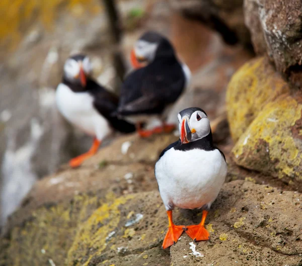 Puffin... — Fotografia de Stock