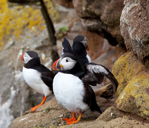 Puffin... — Fotografia de Stock