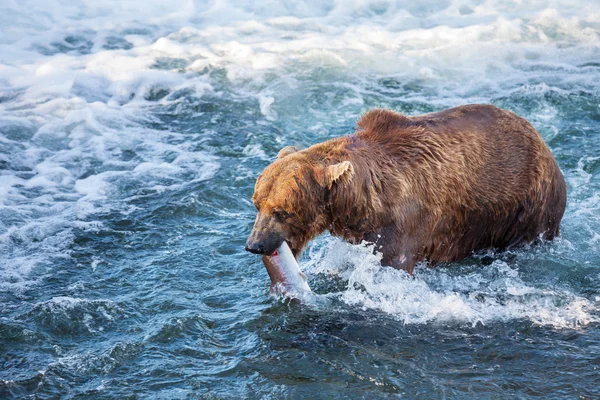 Bear on Alaska Stock Image
