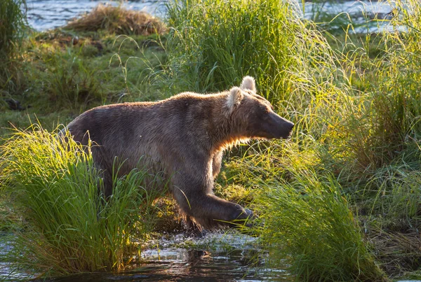 Oso en Alaska — Foto de Stock