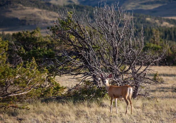 Ciervo en la naturaleza — Foto de Stock