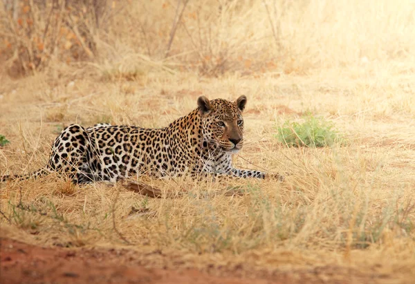 Leoparden-Nahaufnahme — Stockfoto