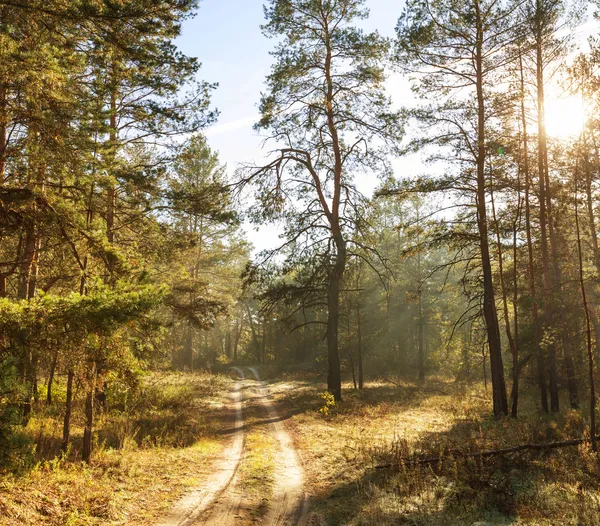 Forêt d'automne — Photo