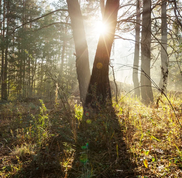 Sonniger Wald — Stockfoto