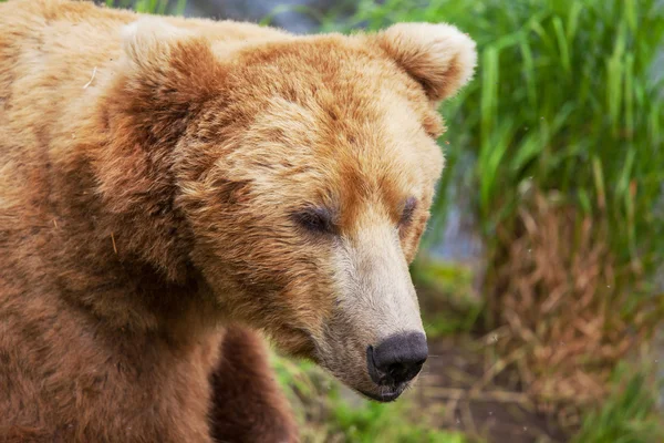 Medvěd na Aljašce — Stock fotografie