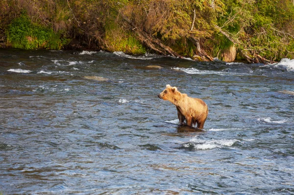 Urso no Alasca — Fotografia de Stock