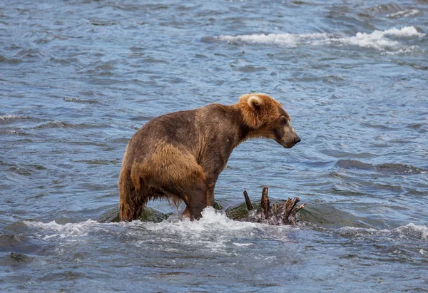 Bear on Alaska — Stock Photo, Image