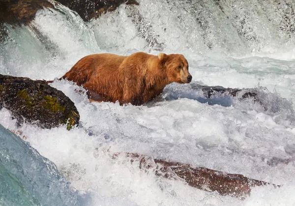 Oso en Alaska —  Fotos de Stock