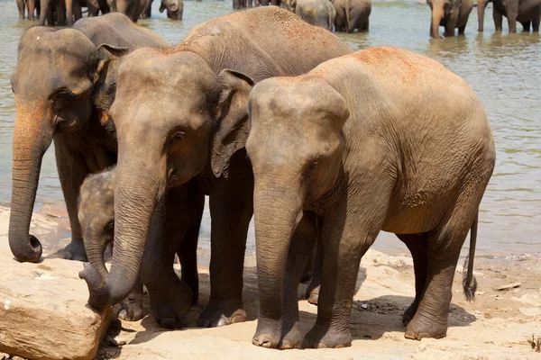 Elefante en Sri Lanka — Foto de Stock