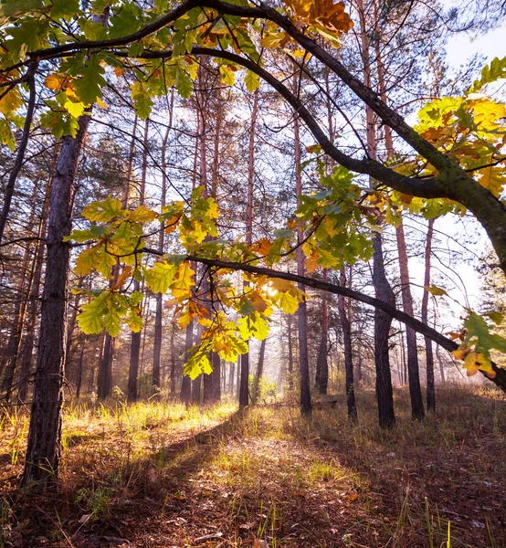 Podzimní les — Stock fotografie