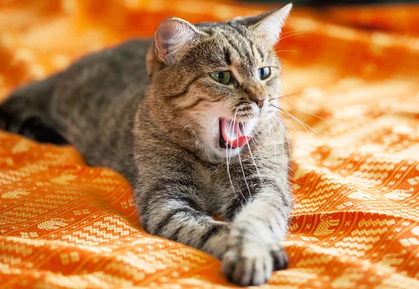 Relaxing cat — Stock Photo, Image